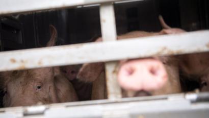 Bild: Sebastian Gollnow
Ein Schwein schaut während einer Schwerpunktkontrolle Tiertransport aus einem Tiertransporter. Foto: Sebastian Gollnow/Archiv
