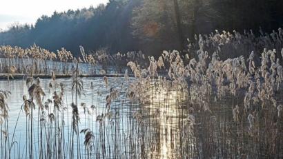 Bild: Günter Moser
Zarte Sonnenstrahlen setzen vom Frost umhüllte Gräser in Szene - winterliche Idylle im Freudenberger Land.
