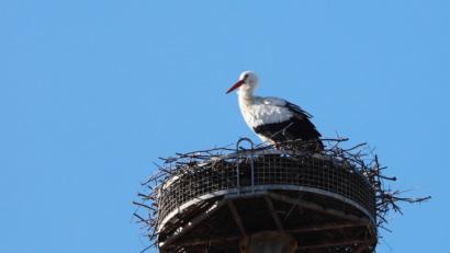 Bild: Ilona Dudley
Im Horst am Lagerhaus der Raiffeisenbank in Trabitz hat sich gestern der Storch eingenistet.