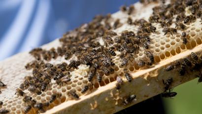 Bild: Sven Hoppe/dpa
Die Biene mobilisierte eine Million Unterstützer: Ein Imker zeigt seine Bienen, die auf einer Wabe sitzen.