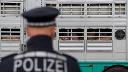 Symbolbild: Sebastian Gollnow/dpa
Polizisten kontrollieren einen Tiertransporter an einer Autobahn. Ein Oberpfälzer Unternehmen dieser Branche hat jetzt Ärger mit den Behörden bekommen.