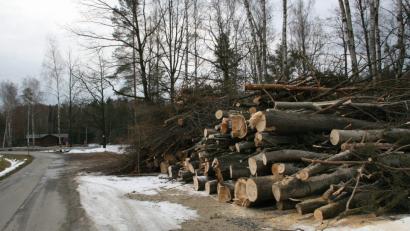 Bild: wro
Die Rodungsarbeiten an den Waldseen sorgten bei einigen Spaziergängern bereits für Unmut. Es werden dafür aber neue Bäume gepflanzt, versprach der Bauhof.