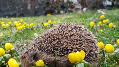 Bild: Carmen Kleinert
Igel-Idylle im naturbelassenen Garten: Carmen Kleinert aus Traßlberg (Amberg-Sulzbach) hat diesen Schnappschuss gemacht.