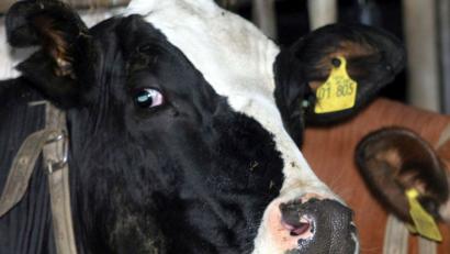 Bild: Ralf Roeger/dpa
Eine von der Blauzungen-Krankheit betroffenen Kuh in einem Stall: In Baden-Württemberg ist die Tierseuche ausgebrochen, in Mittelfranken wurden deshalb jetzt Sperrgebiete eingerichtet.