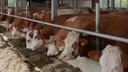 Bild: exb
Nachdem im Kreis Rems-Murr (Baden-Württemberg) die Blauzungenkrankheit ausgebrochen ist, wurde jetzt ein Sperrgebiet im Radius von 150 Kilometer um den betroffenen Hof ausgerufen. Betroffen sind alle Landkreise in Mittelfranken, doch noch kein Landkreis in der Oberpfalz.