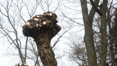 Bild: gsb
"Rasierte" Weidenbäume im Max-Reger-Park.