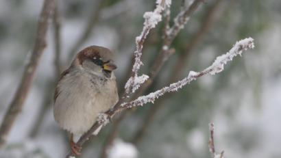 Bild: Zdenek Tunka/LBV
Der Haussperling oder kurz gesagt Spatz ist wieder im Kommen. Dies sagt zumindest das Ergebnis der jährlichen Wintervogelzählung. Seit 2012 ist die Tendenz steigend. Das Comeback des netten Gartenvogels freut den LBV-Bezirksvorsitzenden Christoph Bauer.