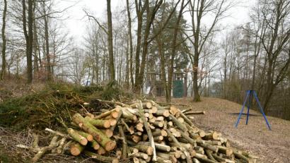 Bild: bey
Auf dem Gelände des Abenteuerspielplatzes "Schutzengel" wurden aus Sicherheitsgründen zahlreiche Pappeln mit Zustimmung der Bayerischen Forstverwaltung und der Unteren Naturschutzbehörde gefällt. Die Äste und Zweige zeigen, dass auch Fichten der Säge zum Opfer fielen.