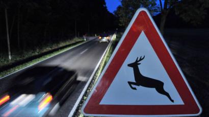 Symbolbild: Martin Schutt/dpa
Die Polizei weist darauf hin, dass vor allem in der Dämmerung sowie nachts mit erhöhtem Wildwechsel zu rechnen ist.