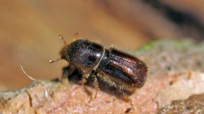 Bild: Matthias Hiekel
Ein Borkenkäfer krabbelt über einen Baum.