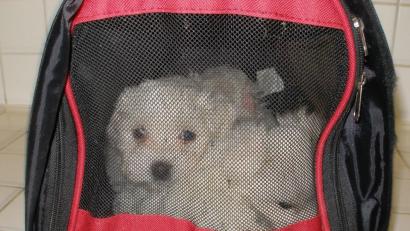 Bild: Polizei Regensburg
Während der Kontrolle konnte im Fahrzeug eine Tiertransporttasche aufgefunden werden, in der sich vier Malteser Hundewelpen befanden. Augenscheinlich waren die Tiere nicht älter als 14 Wochen.