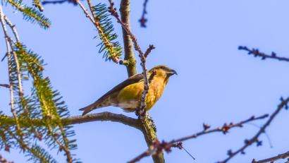 Bild: sds
Der Fichtenkreuzschnabel aufgenommen bei den Muckenthaler Weihern.