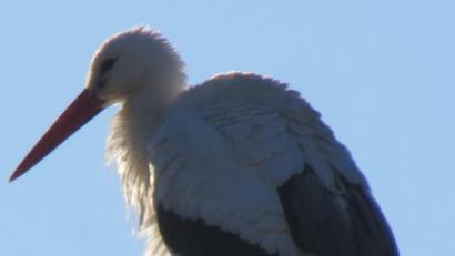 Bild: kö
So früh wie noch nie seit der Wiederansiedlung im Jahre 2008 schwebte ein Storch heuer auf dem Horst der ehemaligen Brauerei und Mälzerei Goetz in Altendorf ein.