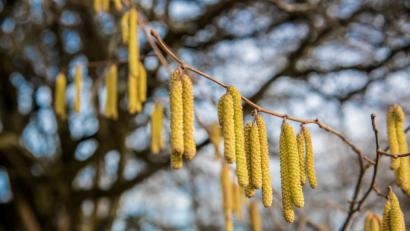 Bild: sds
Des einen Freud, des anderen Leid. Mit dem nahenden Frühling kommen die Pollen.