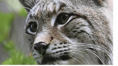 Bild: Hollemann/dpa
Diesem Luchs in einem Wildgehege im Harz geht es gut. Auch in Ostbayern streifen trotz Wilderei wieder mehr Luchse durch die Wälder. Das Landesamt für Umwelt geht aktuell von 26 Luchsen und 22 Jungtieren im Grenzraum zu Österreich und Tschechien in freier Wildbahn aus.