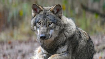 Bild: Patrick Pleul
Ein Wolf liegt auf einem Waldboden.