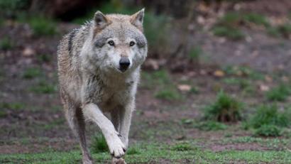 Bild: Sebastian Gollnow
Ein Europäischer Wolf läuft durch ein Wolfsgehege.