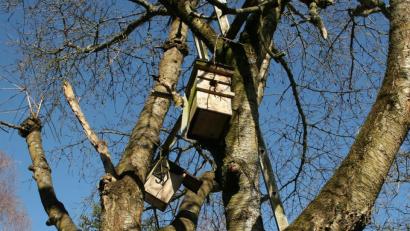Bild: wro
Immer wieder entdeckt man einen im Baum angebrachten Nistkasten.