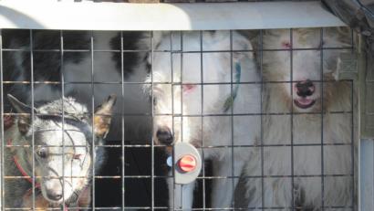 Bild: exb
In Regensburg fanden Polizisten am Dienstag fünf verwahrloste Hunde in einem Auto eingesperrt. Drei davon mussten sich einen Käfig im Kofferraum teilen.