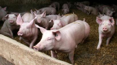 Bild: Hirsch
Der Schweinemarkt steht unter Druck und hat Absatzprobleme.