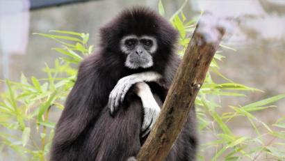 Bild: Zsuzsanna Helgeth
Der Gibbon ist das „Zootier des Jahres 2019“. Im Nürnberger Tiergarten lebt mit „Mädi“ das älteste Weißhandgibbon-Weibchen der Welt. Sie hat 12 Jungtiere großgezogen. Unvergessen sind ihre Duette mit „Heino“.