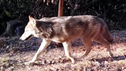 Bild: Forstbetrieb Grafenwöhr
Im nordöstlichen Wald des Truppenübungsplatzes in der Nähe des Tores 20, der Auffahrt zur Netzabergsiedlung tappte dieser Wolf vergangene Woche in eine Fotofalle.