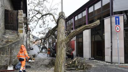 Bild: Petra Hartl
Die mächtige Akazie auf der Schanze in der Fronfestgasse wäre bei den Sanierungsarbeiten für den Stadel wohl umgefallen. Sie wurde daher vorsichtshalber gefällt.