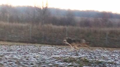 Bild: exb
Das Bildmaterial ist zu schlecht, um hier bei Vohenstrauß zweifelsfrei einen Wolf zu identifizieren. Das meinen das Landesamt für Umwelt und die Dokumentations- und Beratungsstelle des Bundes zum Thema Wolf.