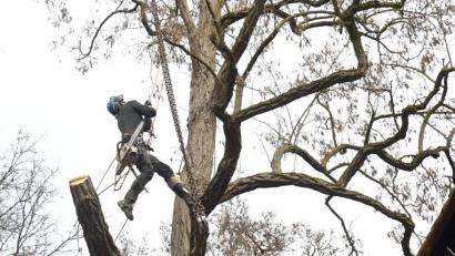 Bild: Petra Hartl
Baumfällaktion in der Fronfestgasse in Amberg