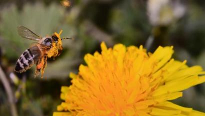 Bild: bey
Bei der Fotoausstellung im Stadtmuseum stehen die Bienen im Mittelpunkt. Zu sehen sind die 25 bestwerteten Fotoaufnahmen anlässlich des 25-jährigen Bestehens des Deutschen Bienen-Journals. Die Wanderausstellung kann bis Sonntag, 7. April, besucht werden.