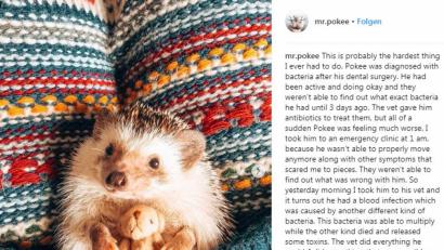 Screenshot: Instagram/Mr. Pokee
Mr. Pokee ist am Samstag gestorben