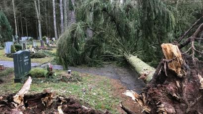 Bild: Petra Hartl
Auf dem Waldfriedhof in Sulzbach-Rosenberg hat Sturm Bennet einen Baum entwurzelt.