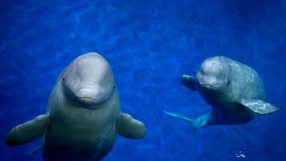 Bild: Aaron Chown/PA/dpa
Die beiden Beluga-Wale Little White und Little Grey schwimmen in einem Meeresaquarium in Shanghai umher.