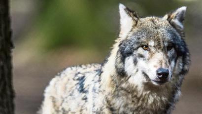 Bild: picture alliance/Alexander Heinl/dpa
Der Wolf (Symbolbild) sei bei den Bürgern im Landkreis noch kein großes Thema. Das kann sich bald ändern.