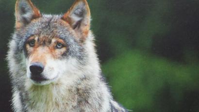 Bild: e
Der Wolf ziert das Titelblatt zum Begleitheft der interaktiven Wanderausstellung „Die großen Vier“. Sie kommt jetzt nach Theuern.