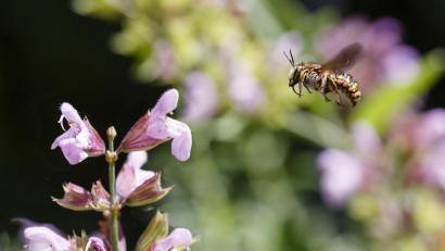 Bild: Hösamer
"Rettet die Bienen" war das erfolgreiche Volksbegehren für den Artenschutz überschrieben. Mehr Schutz und Lebensraum für Insekten wie die Wollbiene (Bild) gehören zu den Zielen. Momentan arbeitet ein runder Tisch an der Umsetzung.