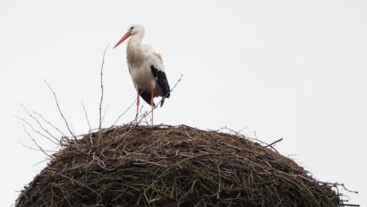 Bild: gz
Der Storch macht es sich im Horst auf dem Kamin des Kommunbrauhauses bequem.