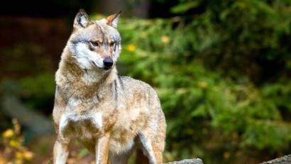 Bild: Patrick Pleul
Ein Wolf (Canis lupus) ist zu sehen. Foto: Patrick Pleul/Archiv