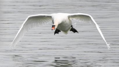Symbolbild: Felix Kästle/dpa
Ein Schwan hat auf der A3 bei Erlangen für einen Auffahrunfall gesorgt.