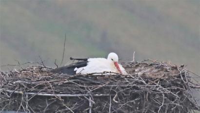 Bild: tu
In Pleystein ist der Storch eingetroffen.