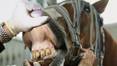 Bild: agentur_dpa
Bei Pferden schauen Tierärzte derzeit ganz genau hin: In einem Vilsecker Reitstall ist bei mehreren Tieren ein Equines Herpesvirus ausgebrochen, das eine Infektion und Erkrankung der oberen Atemwege verursacht, die zum Tod der Pferde führen kann. 	Bild: Roland Weihrauch/dpa