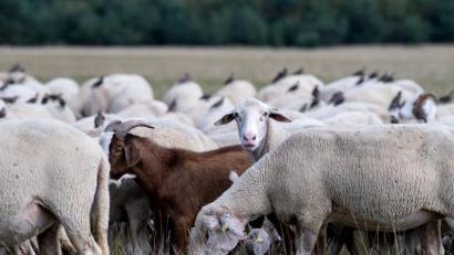 Bild: Sven Hoppe
Eine Schafherde weidet auf einer Wiese. Foto: Sven Hoppe/Archiv