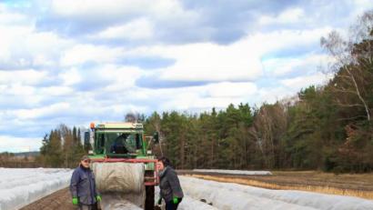 Bild: Hösamer
Auf den Feldern des Spargelhofs Scharl werden Folien aufgebracht, Auf den Feldern des Spargelhofs Scharl werden Folien aufgebracht. Sie sorgen für das richtige Klima, damit die edlen weißen Stangen wachsen.