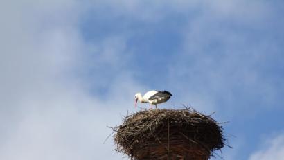 Bild: frd
Meist ist einer der Störche unterwegs und der ander ist mit dem Ausbau des Horstes beschäftigt.