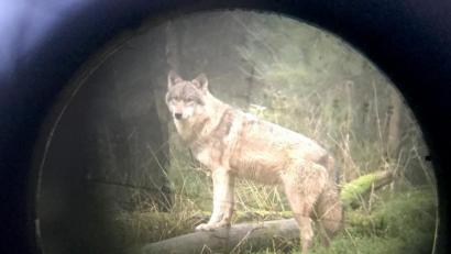 Bild: Carsten Rehder
Ein Wolf ist durch durch ein Zielfernrohr zu sheen. Foto: Carsten Rehder/Archiv