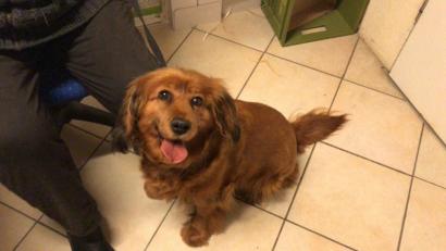 Bild: Tierheim Amberg/exb
Dieser herrenlose Spaniel-Mischling rückte einem Paar im Landkreis Amberg-Sulzbach so sehr auf die Pelle, dass es die Polizei rufen musste. Nun ist der Hund im Tierheim Amberg.