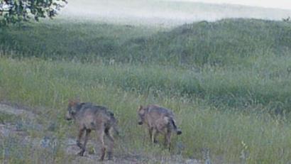 Bild: exb
Der Wolf auf dem Truppenübungsplatz Grafenwöhr.