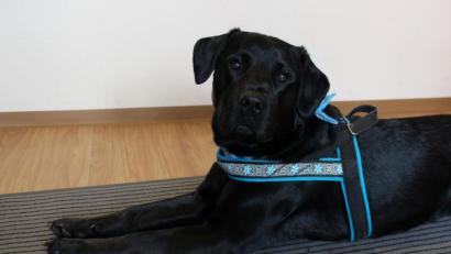 Bild: Lowak
Gestatten: "Carlos", Labradormischling, 2 Jahre alt.