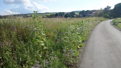 Bild: exb
Am Radweg Hannersgrün grünt und blüht es. Der Landesbund für Vogelschutz hofft, dass weitere Grundstückseigentümer ein paar Quadratmeter aufblühen lassen.