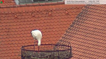 Bild: Webcam Stadt Weiden
Fremd schnabeln: Der Storch inspiziert den neuen Horst auf dem Alten Rathaus. Niedergelassen hat sich der Vogel aber Ende Februar anderswo.